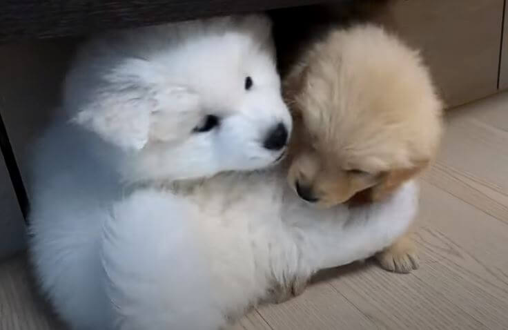 ゴールデンレトリーバー,動画