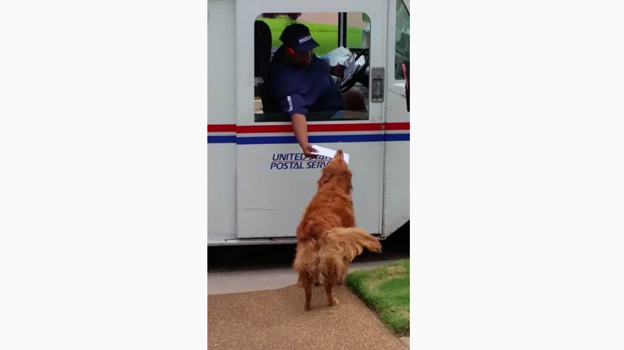 ゴールデンレトリーバー,動画