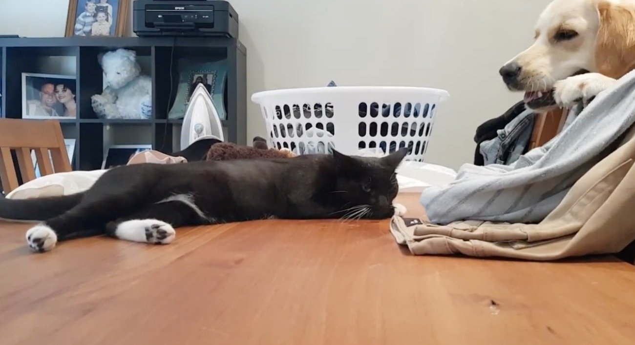 ゴールデンレトリーバー,動画