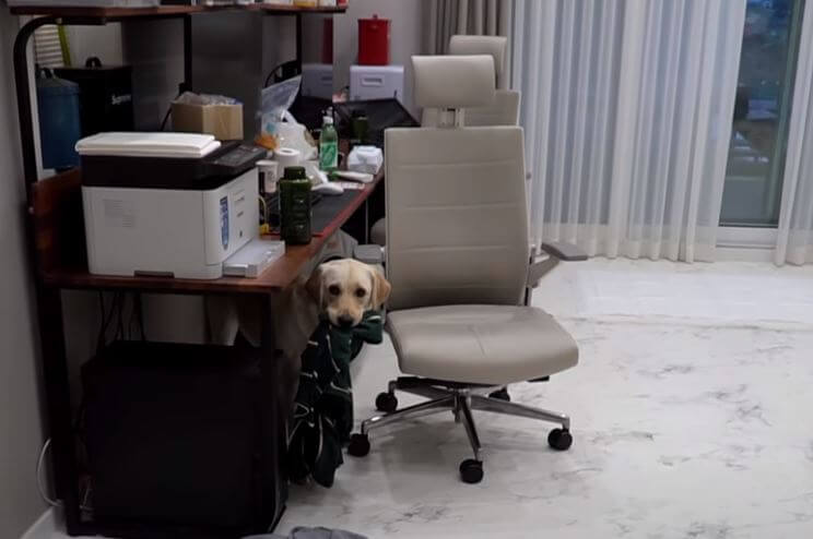 ラブラドールレトリーバー,動画