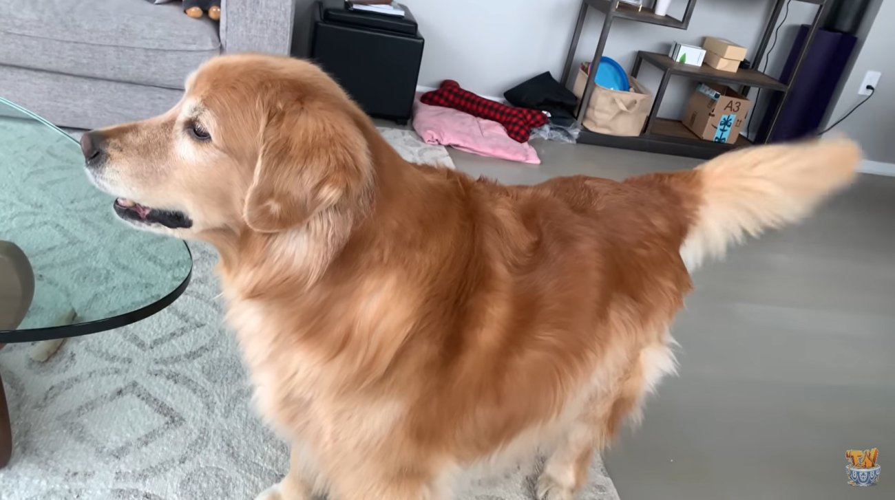 ゴールデンレトリーバー,動画