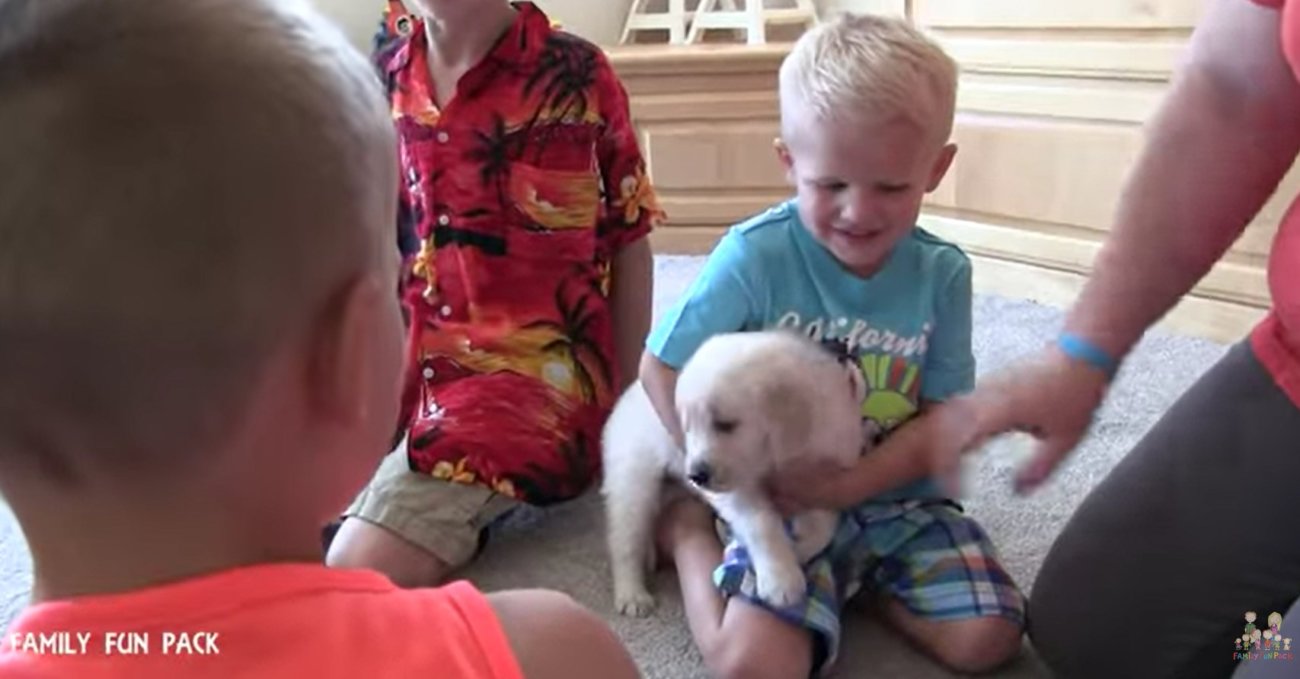 ゴールデンレトリーバー,動画