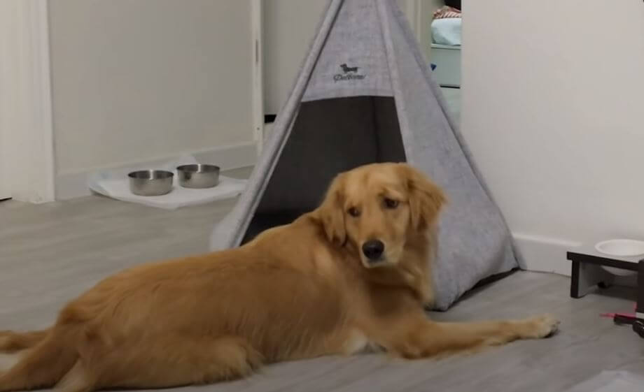 ゴールデンレトリーバー,動画