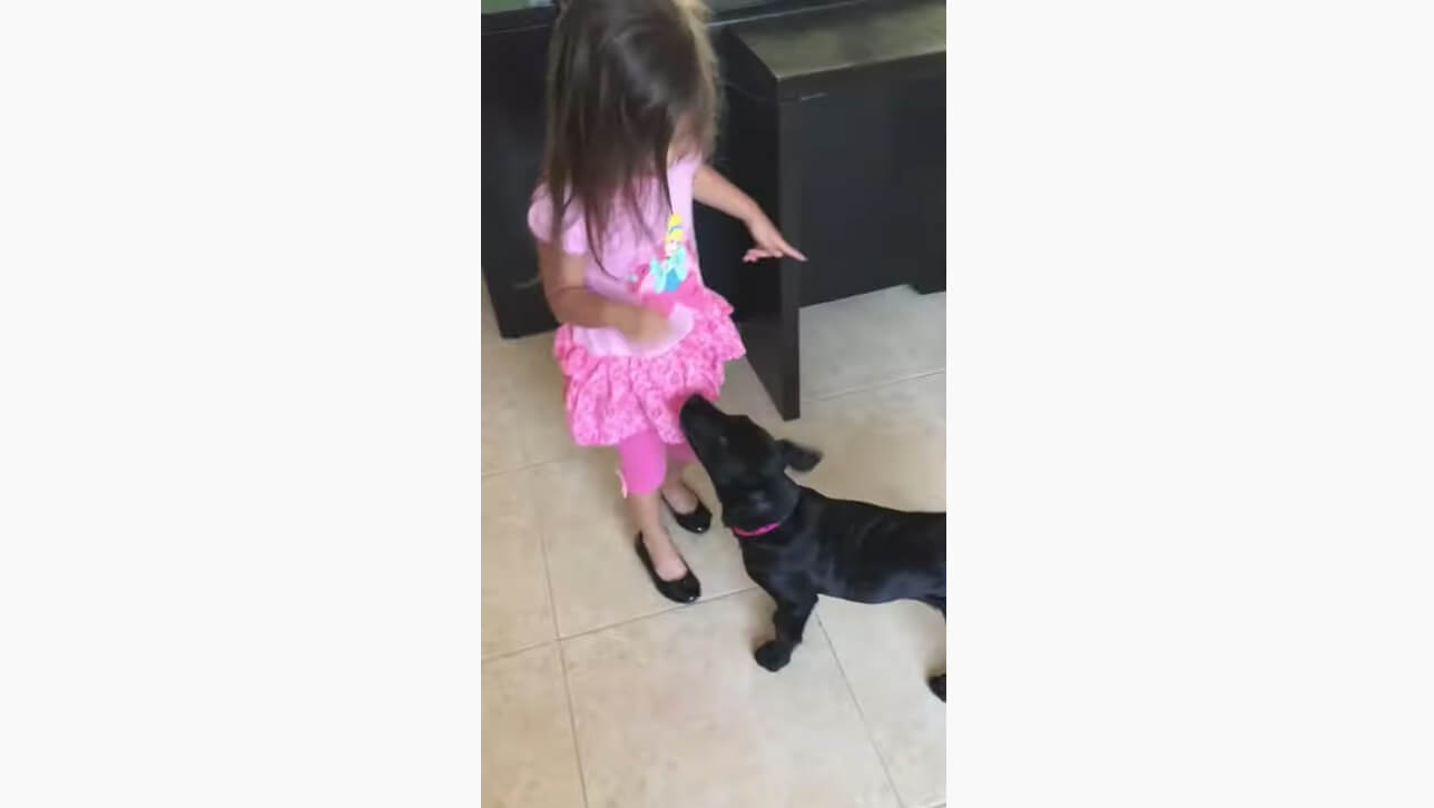 ラブラドールレトリーバー,動画