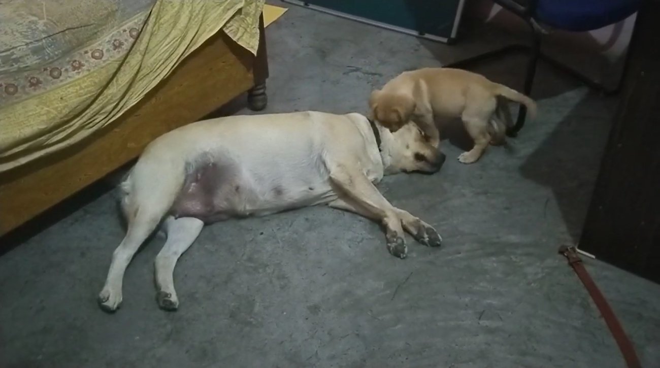 ラブラドールレトリーバー,動画