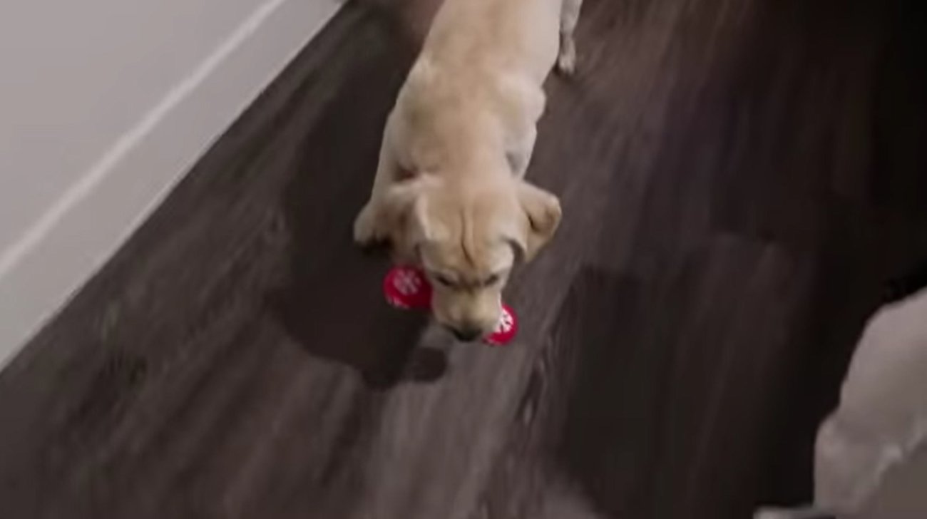 ラブラドールレトリーバー,動画