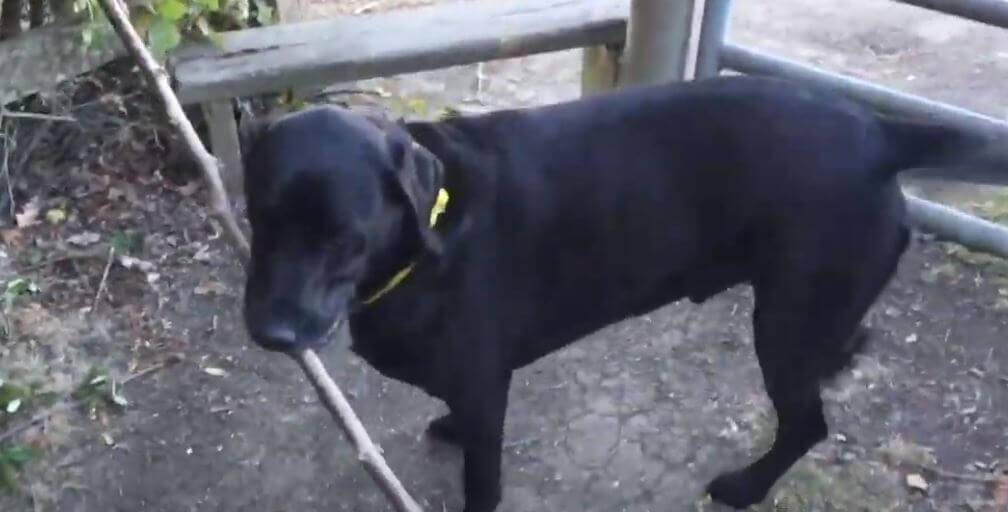 ラブラドールレトリーバー,動画