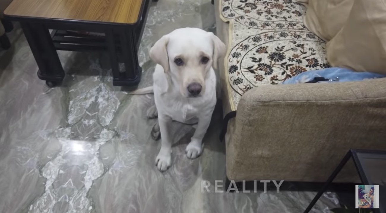 ラブラドールレトリーバー,動画