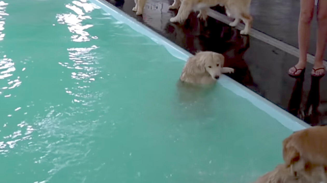 ゴールデンレトリーバー,動画