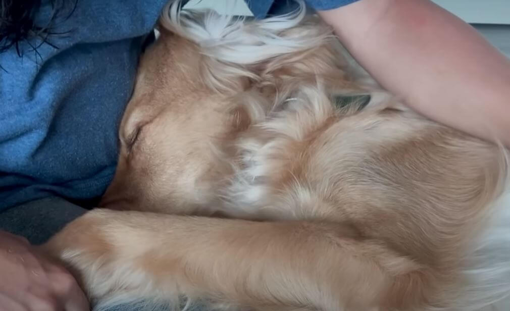 ゴールデンレトリーバー,動画