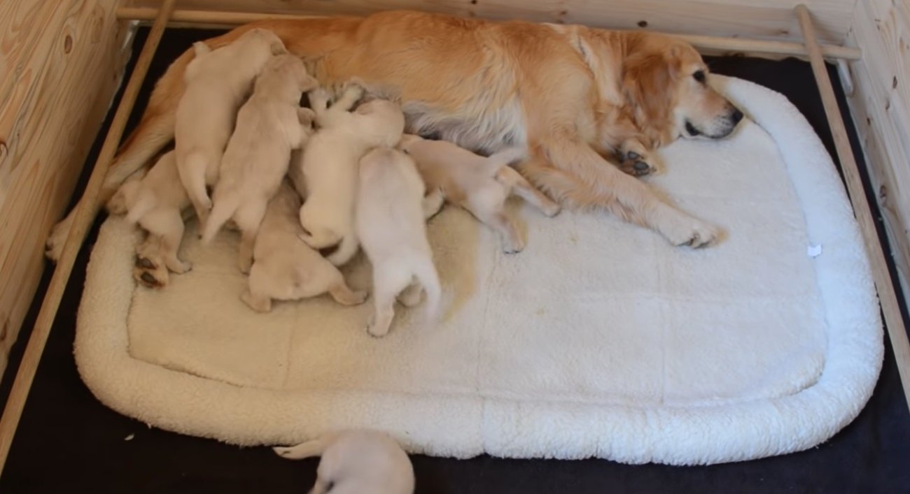 ゴールデンレトリーバー,動画