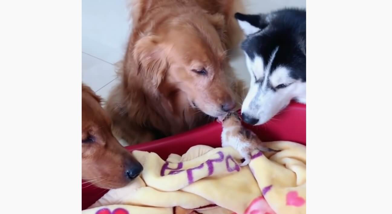 ゴールデンレトリーバー,動画