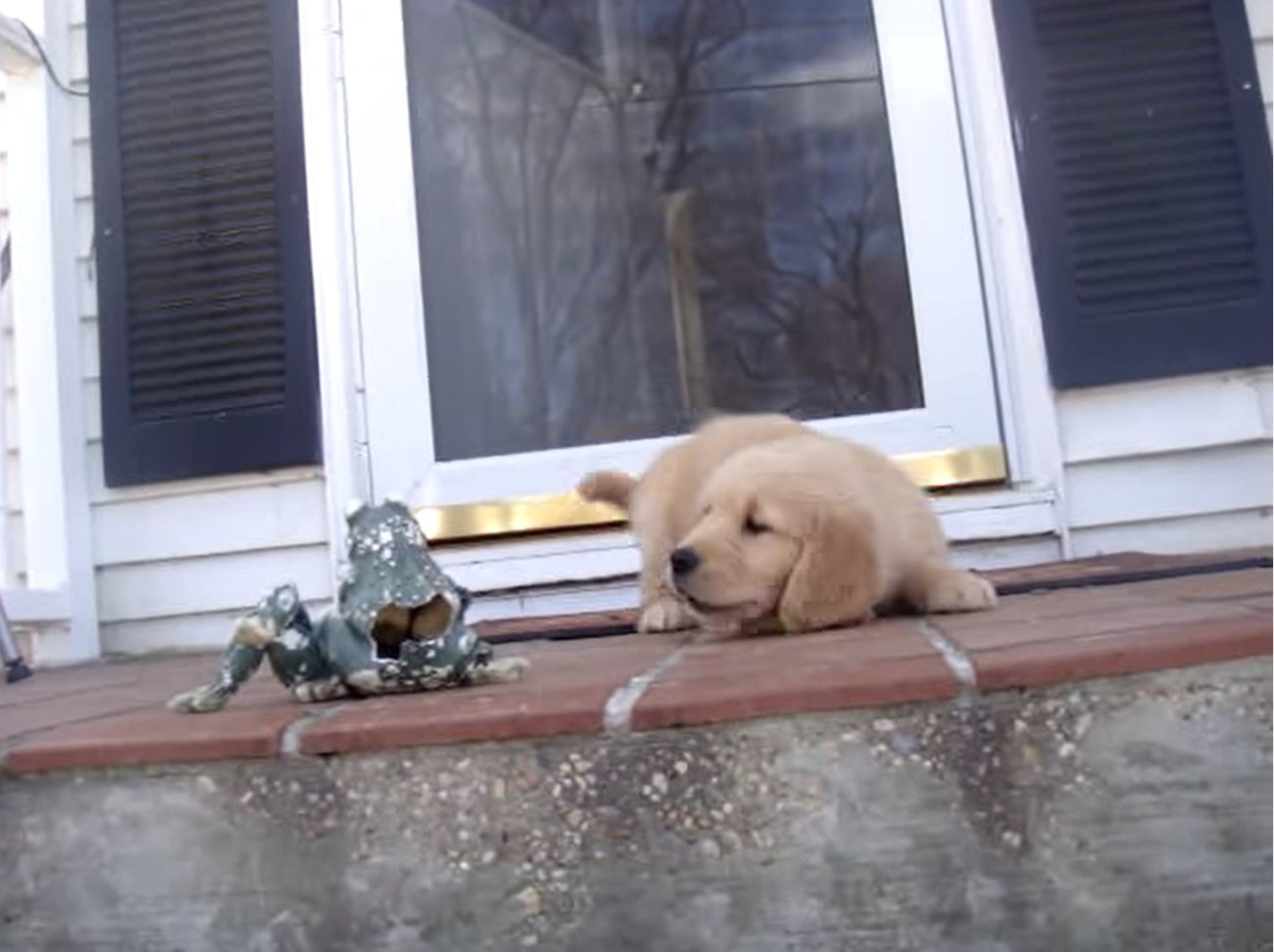 ゴールデンレトリーバー,動画