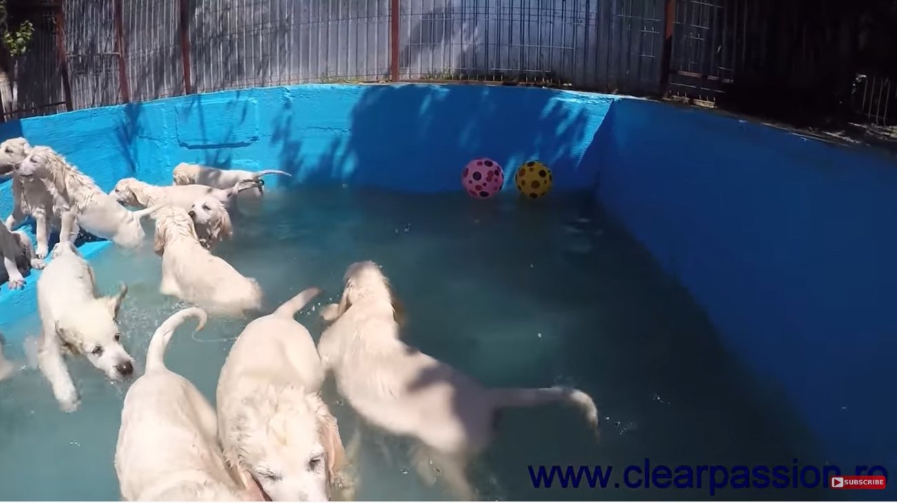 ゴールデンレトリーバー,動画