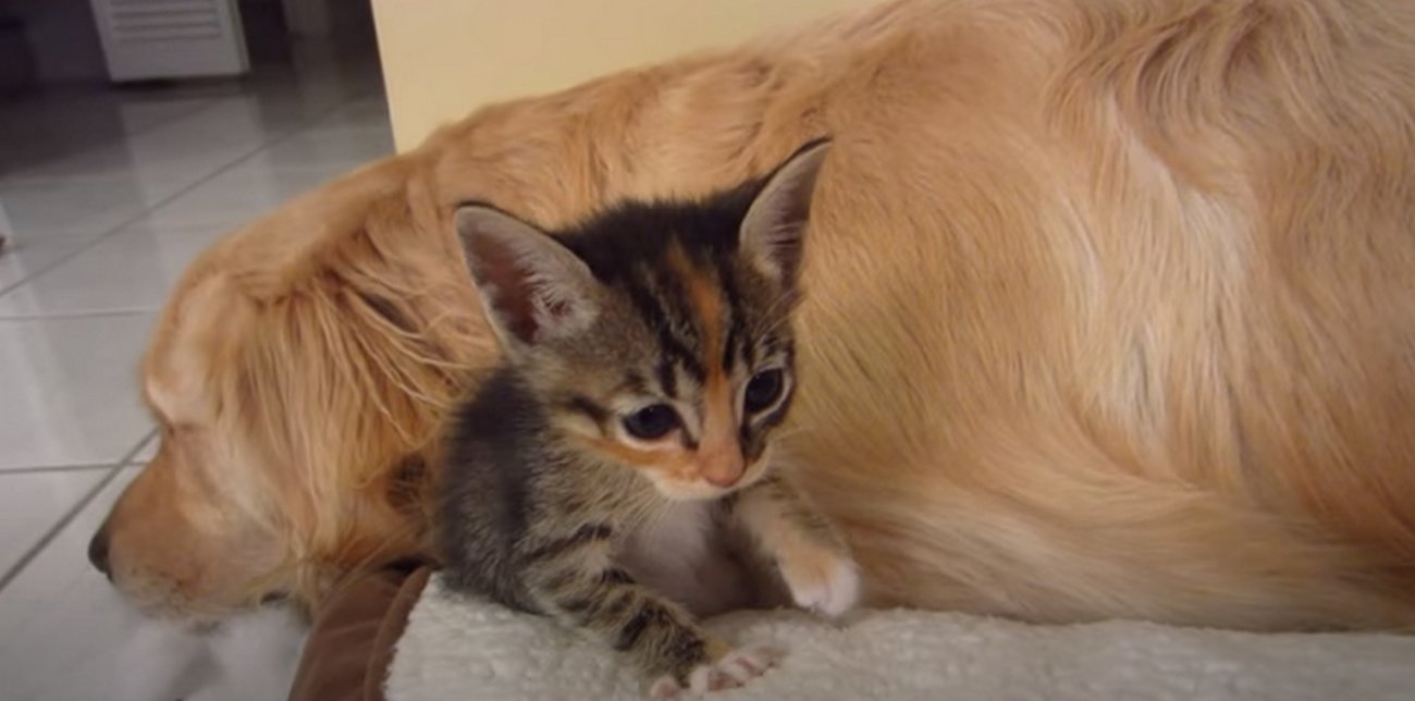 ゴールデンレトリーバー,動画