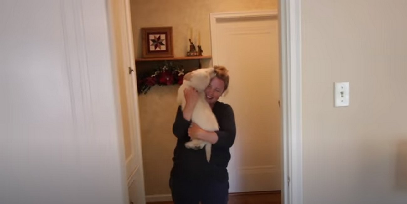 ゴールデンレトリーバー,動画