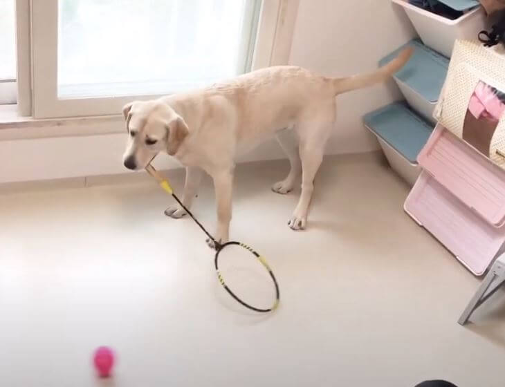 ラブラドールレトリーバー,動画