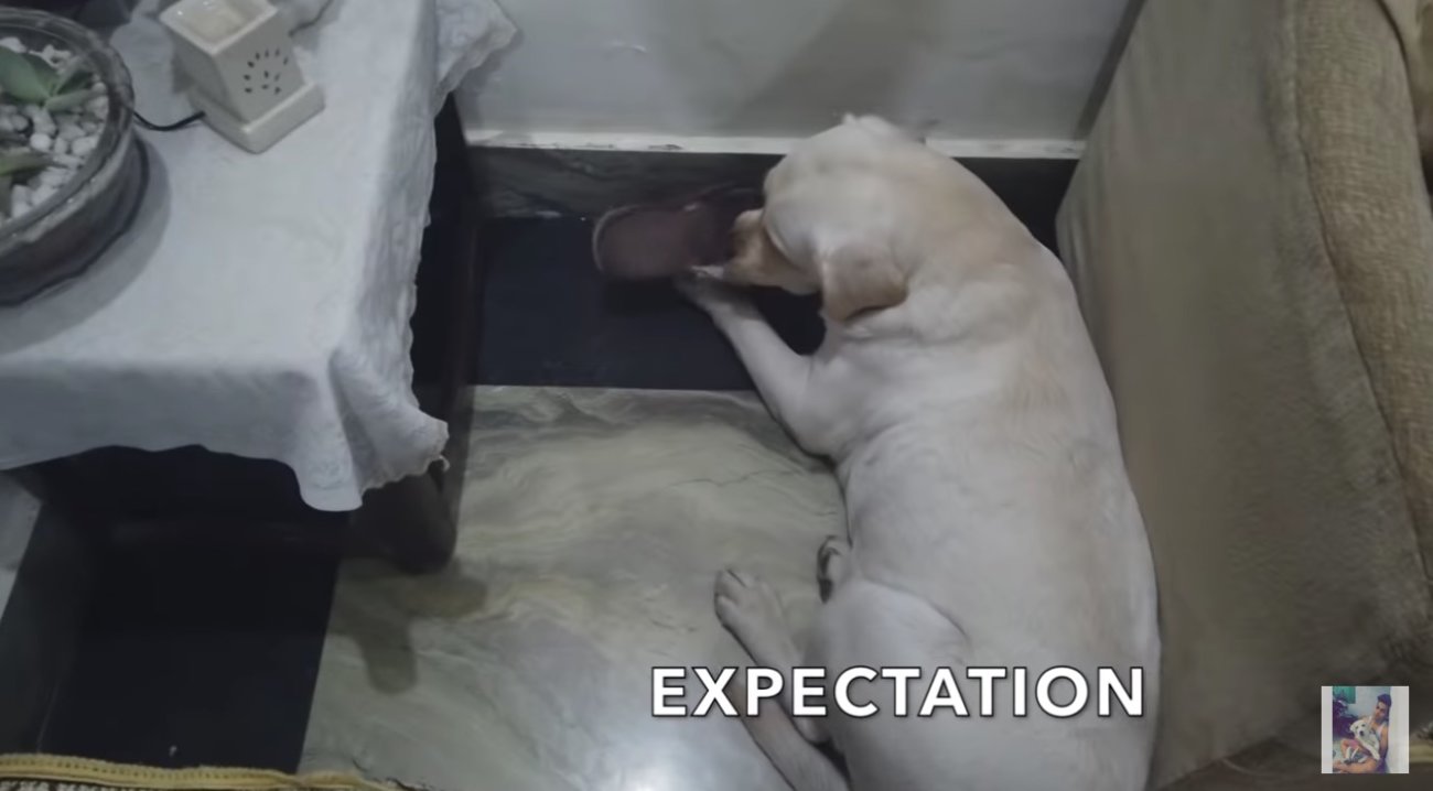 ラブラドールレトリーバー,動画