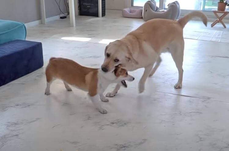 ラブラドールレトリーバー,動画