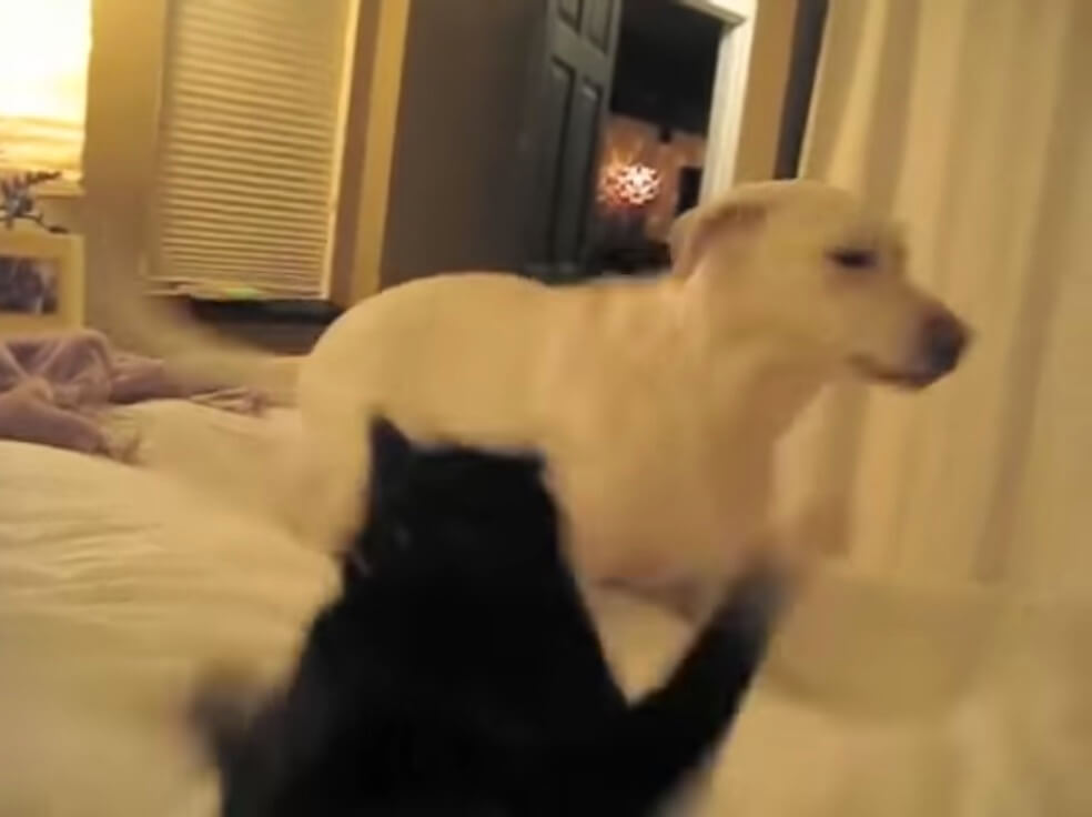 ラブラドールレトリーバー,動画