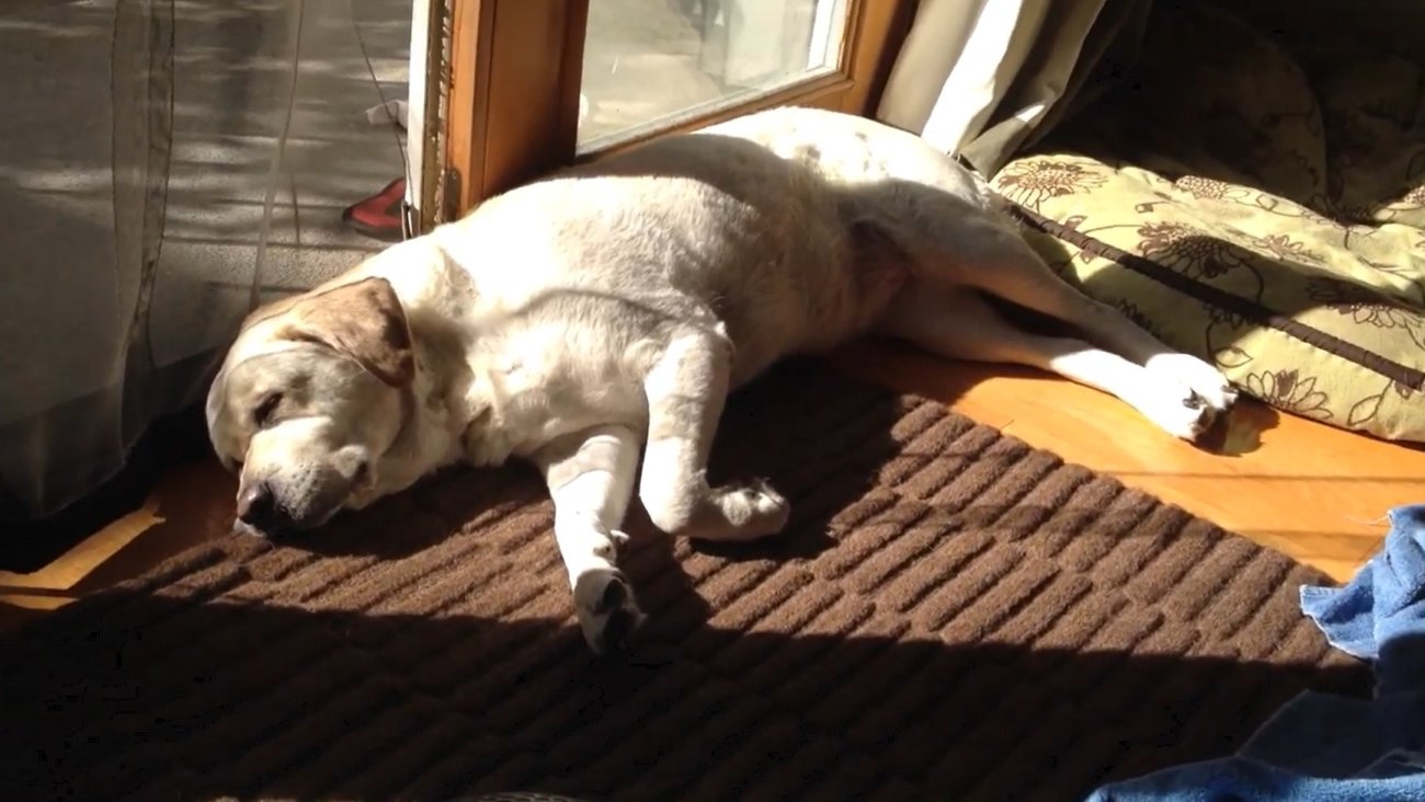 ラブラドールレトリーバー,動画