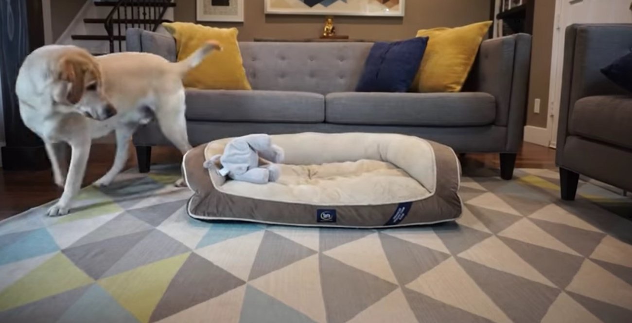 ラブラドールレトリーバー,動画