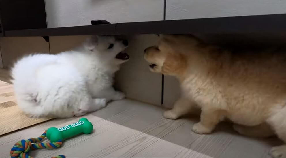 ゴールデンレトリーバー,動画