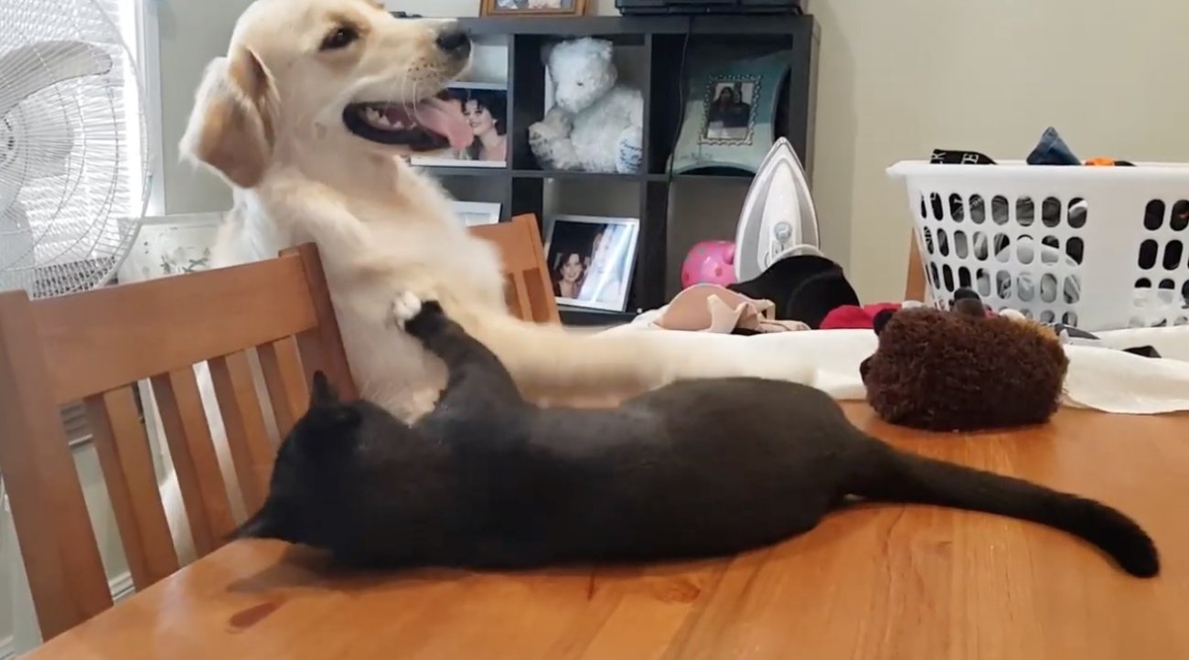 ゴールデンレトリーバー,動画