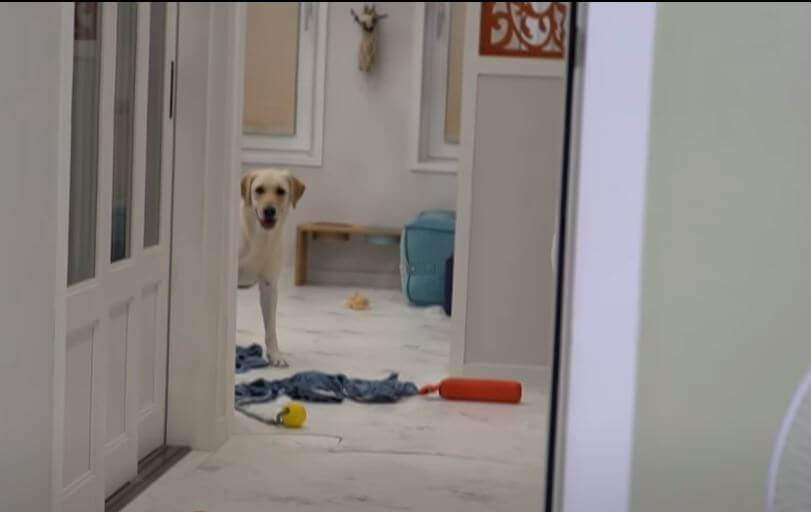 ラブラドールレトリーバー,動画