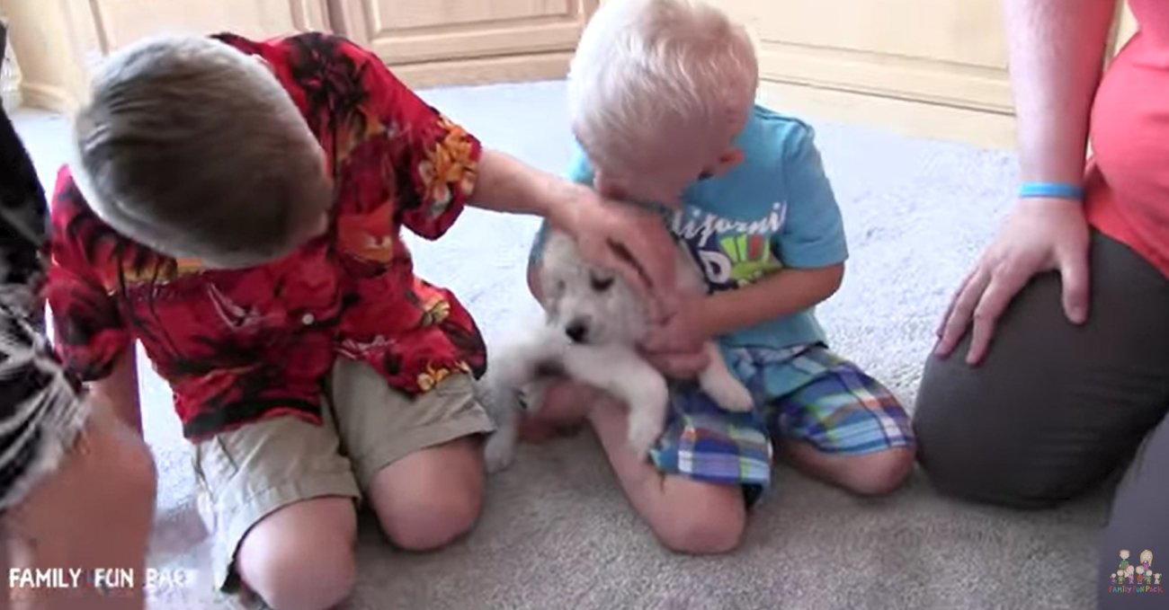 ゴールデンレトリーバー,動画