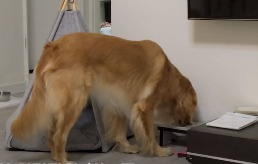 ゴールデンレトリーバー,動画