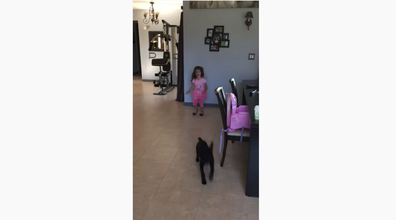 ラブラドールレトリーバー,動画