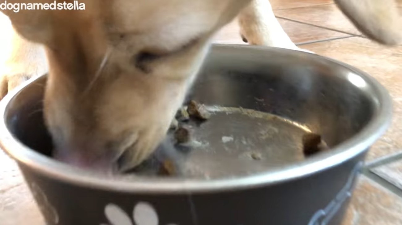 ラブラドールレトリーバー,動画