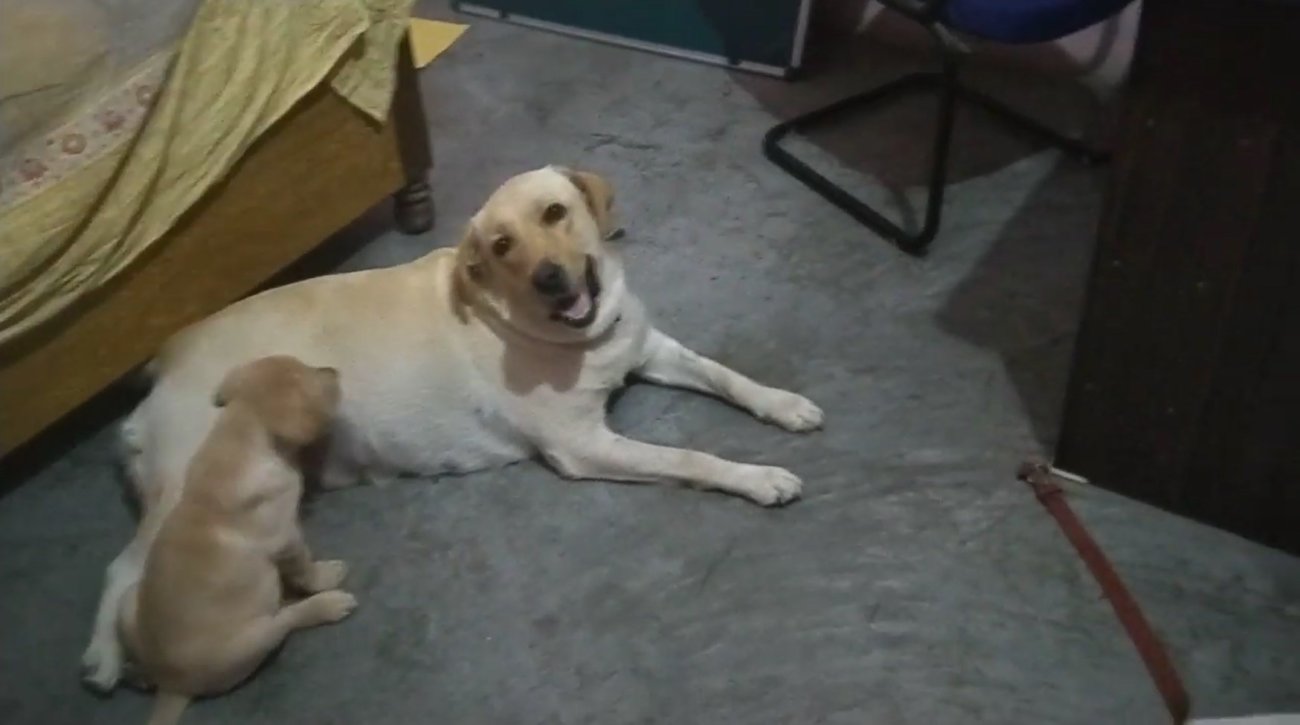 ラブラドールレトリーバー,動画