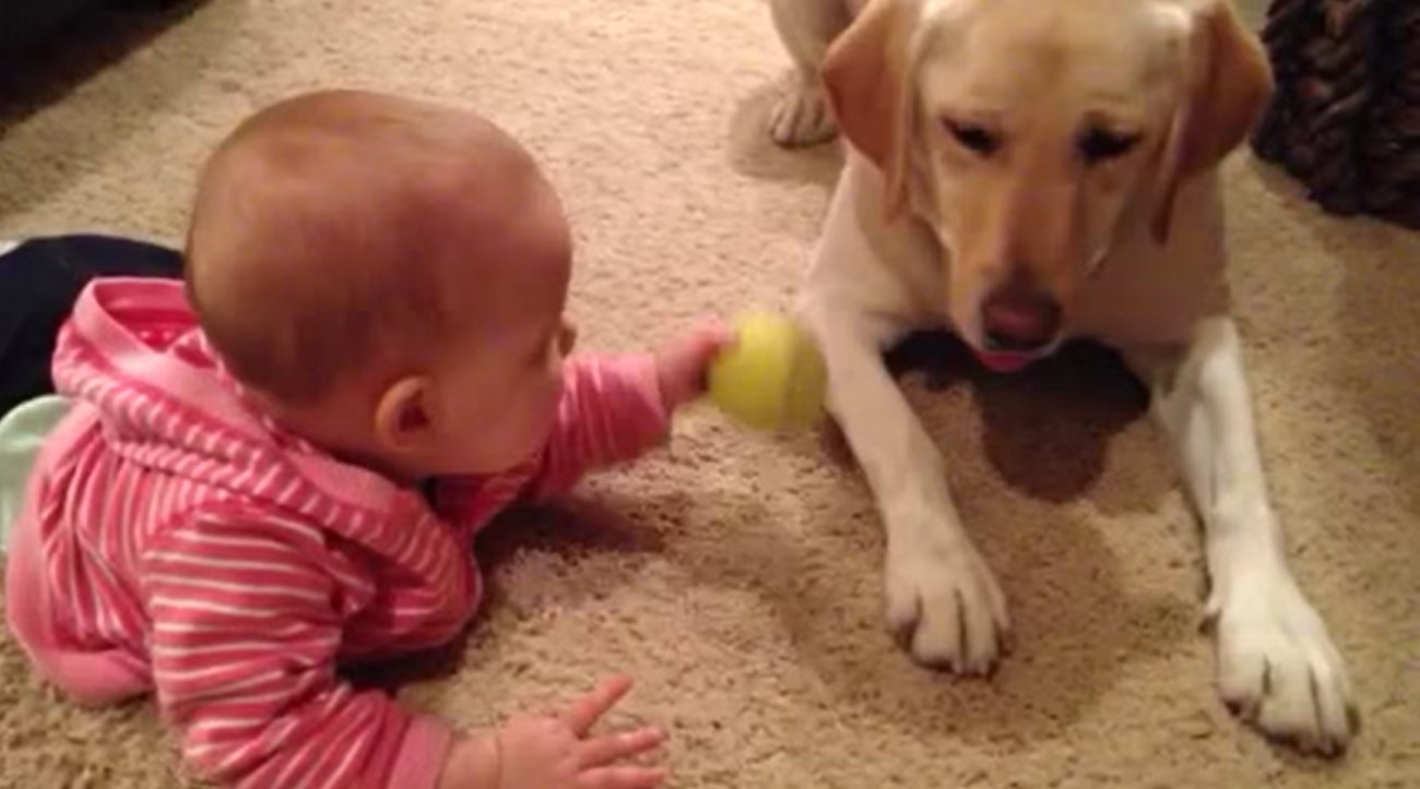 ラブラドールレトリーバー,動画