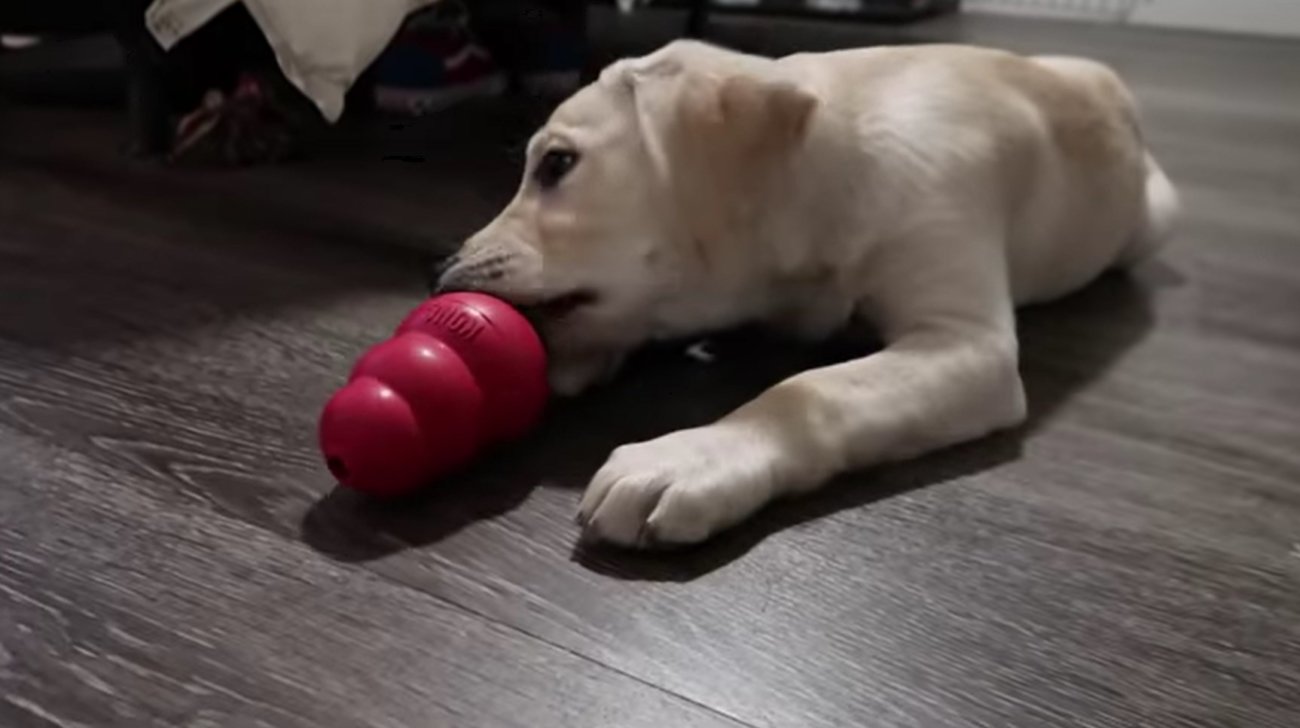 ラブラドールレトリーバー,動画