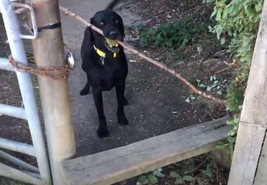 ラブラドールレトリーバー,動画