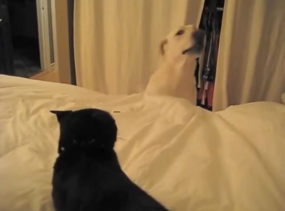 ラブラドールレトリーバー,動画