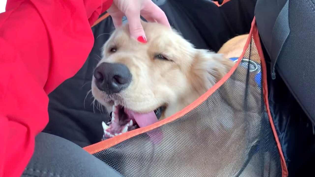 ゴールデンレトリーバー,動画