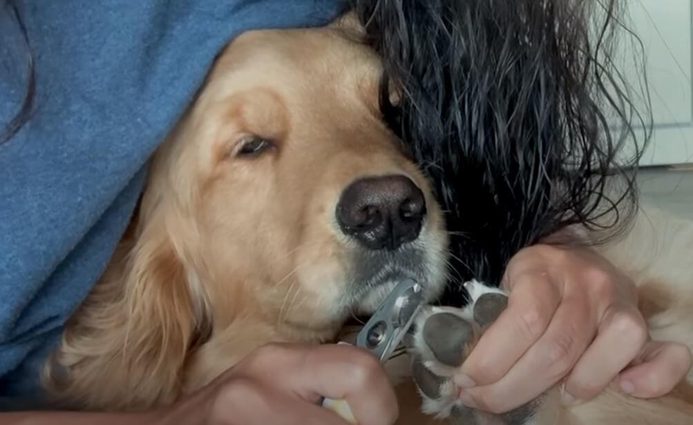 ゴールデンレトリーバー,動画