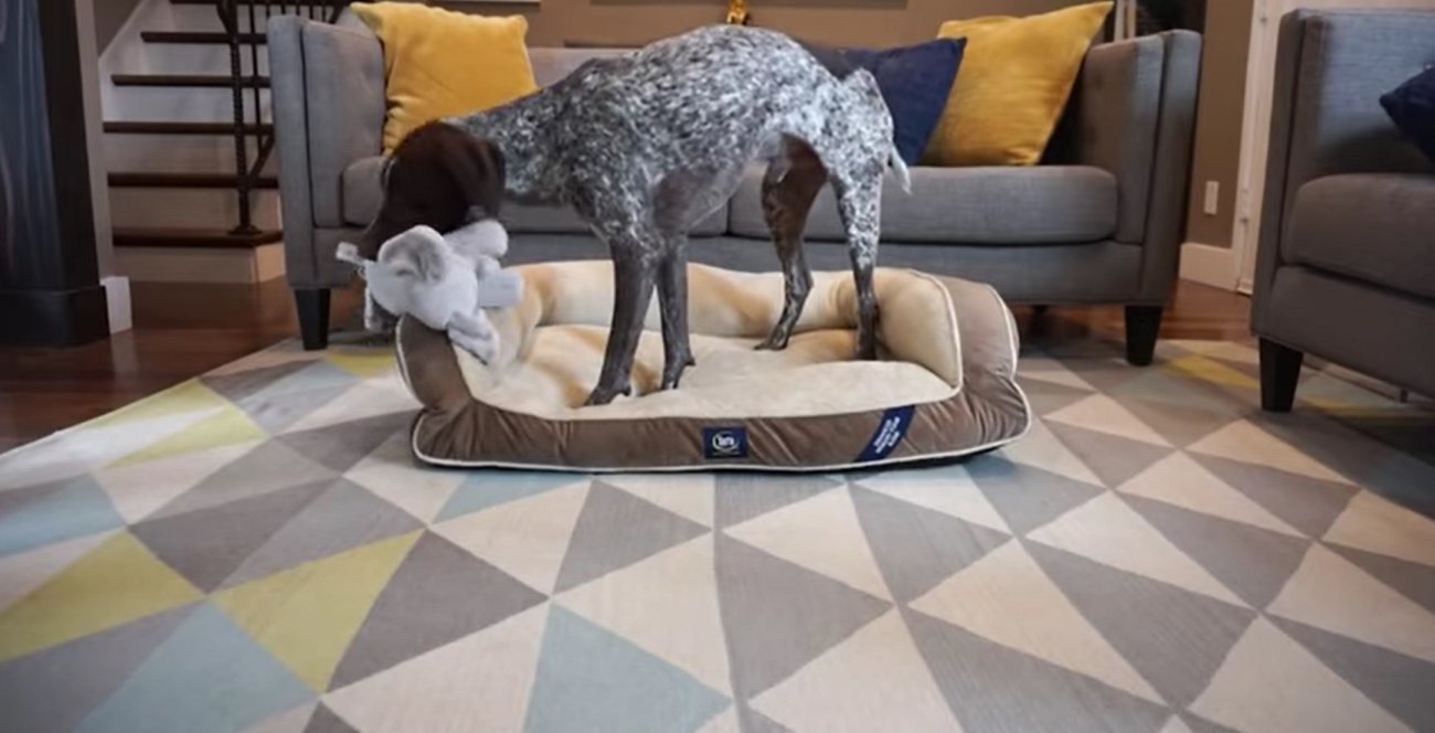 ラブラドールレトリーバー,動画