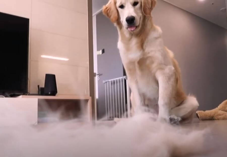 ゴールデンレトリーバー,動画