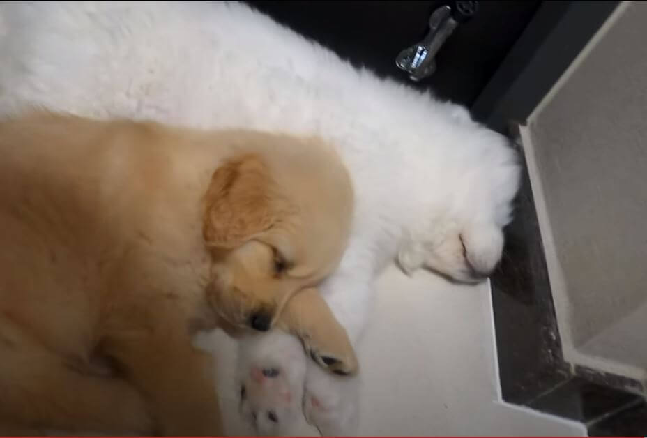 ゴールデンレトリーバー,動画