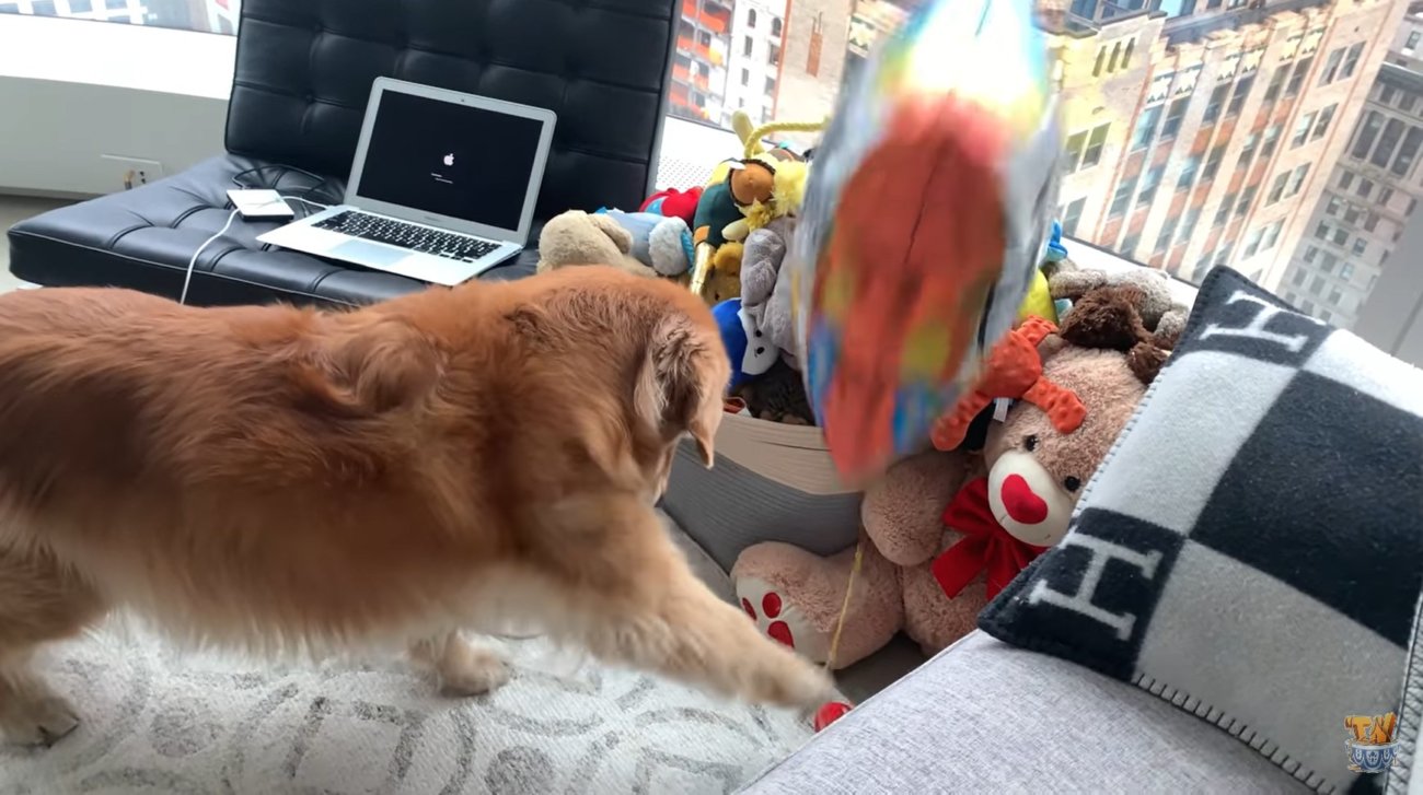 ゴールデンレトリーバー,動画