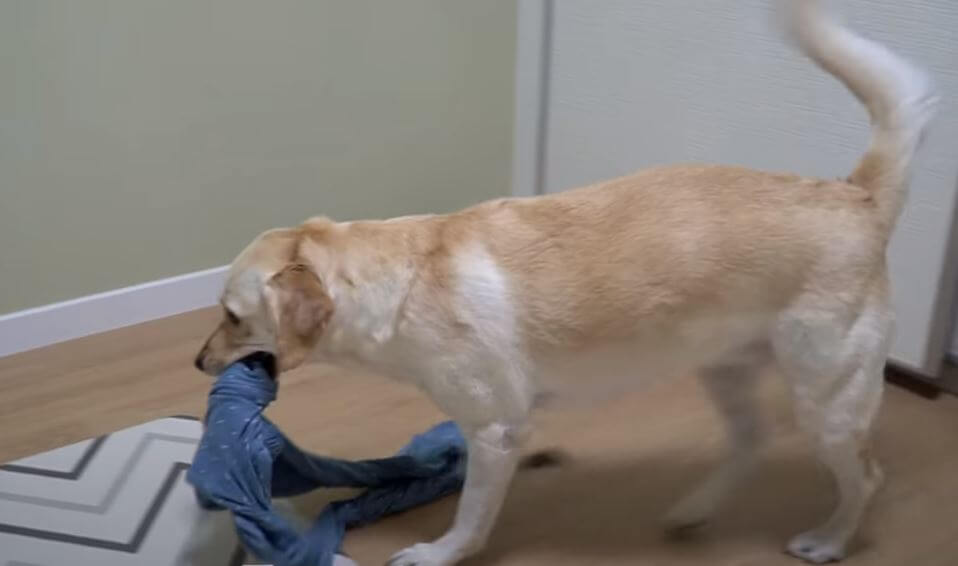 ラブラドールレトリーバー,動画