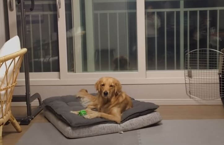 ゴールデンレトリーバー,動画