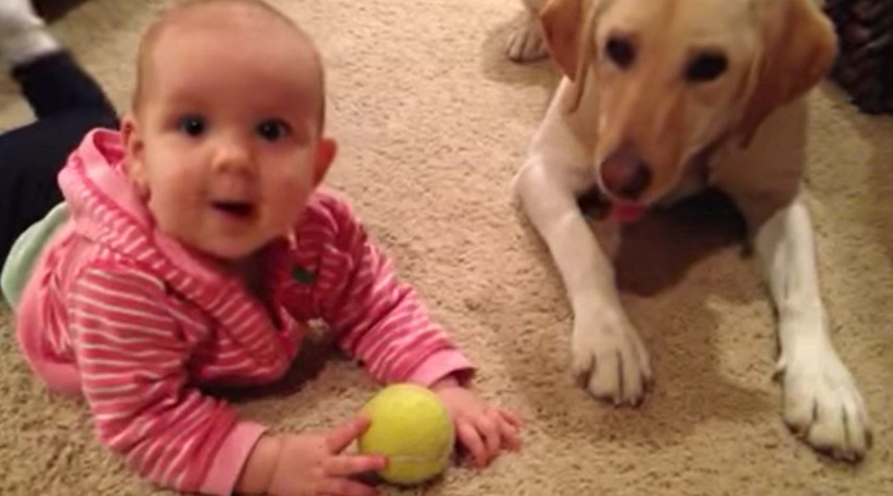 ラブラドールレトリーバー,動画