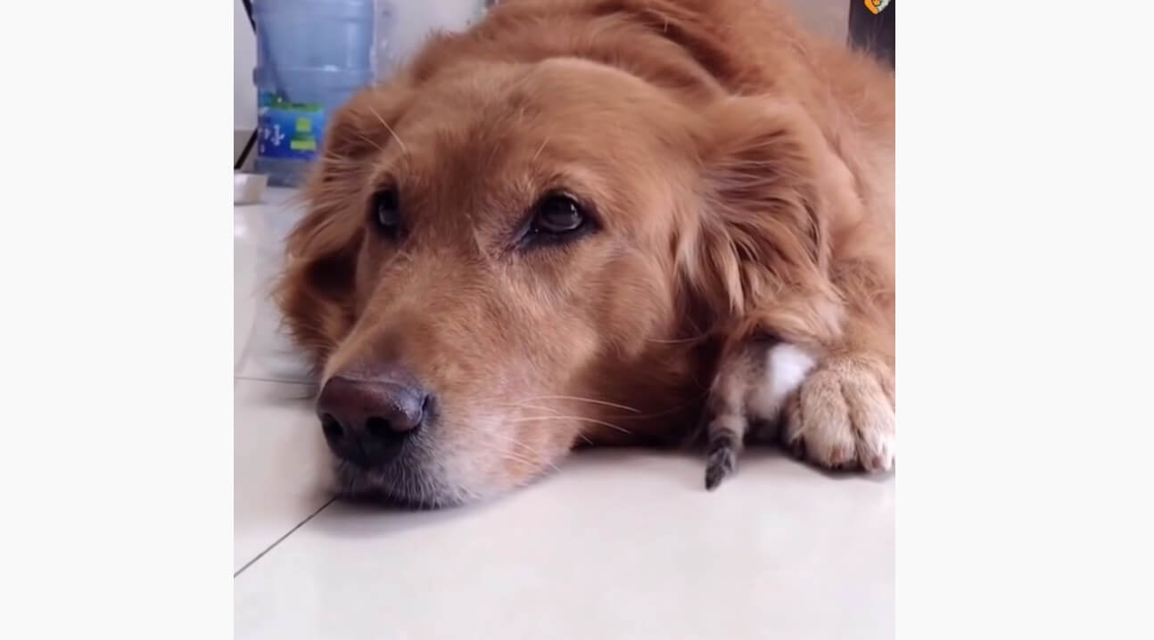 ゴールデンレトリーバー,動画