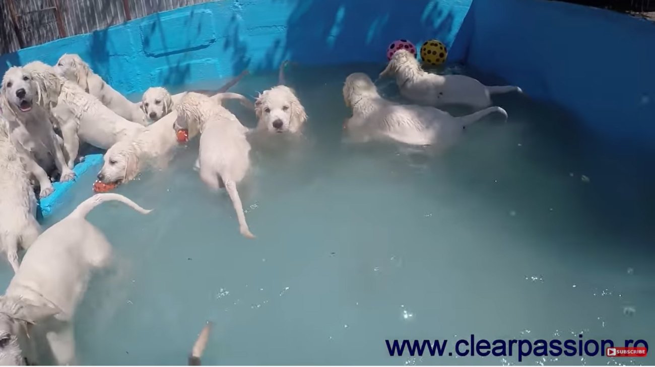 ゴールデンレトリーバー,動画