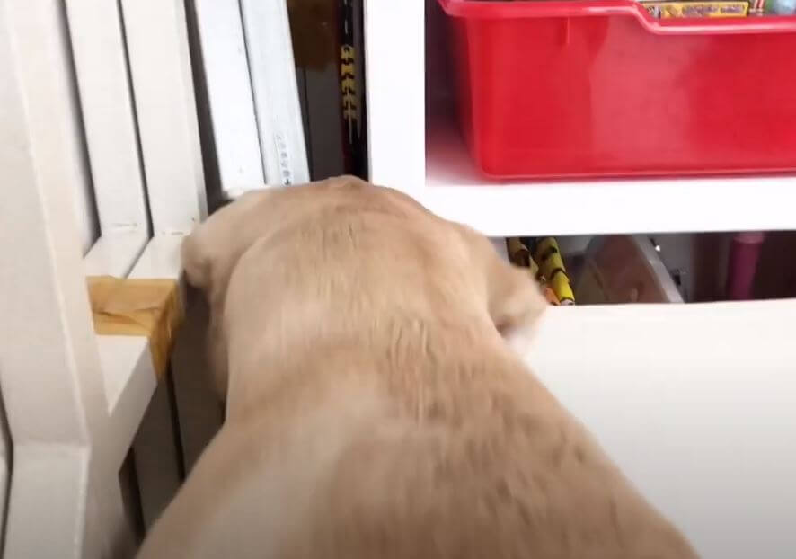 ラブラドールレトリーバー,動画